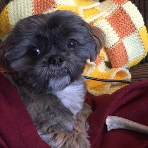 Meet your Posher, Patty